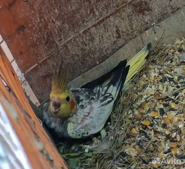 Попугаи нимфа-корелла и волнистые