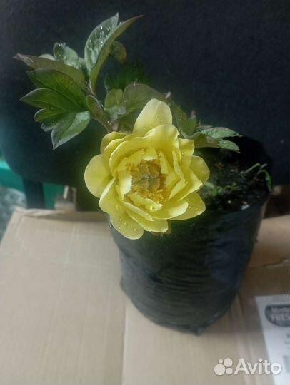 Пионы и Ито пионы жёлтые и не только