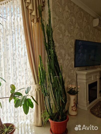 Кактус молочай