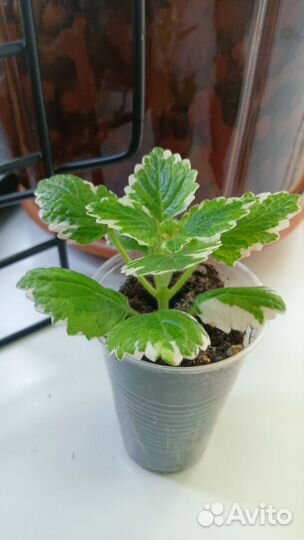 Плектрантус ампельный