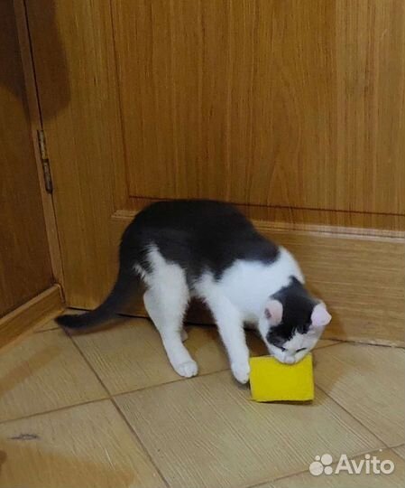 Котенок-пельмешек Сатоши