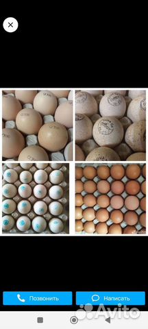 Инкубационное яйцо еженедельные поступления объявление продам