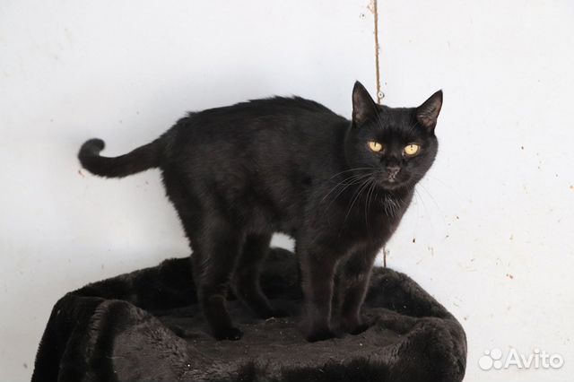 Кот Шоколад