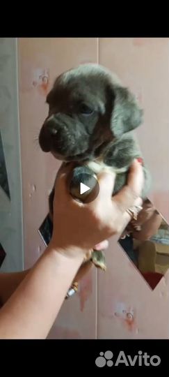 Щенки кане корсо