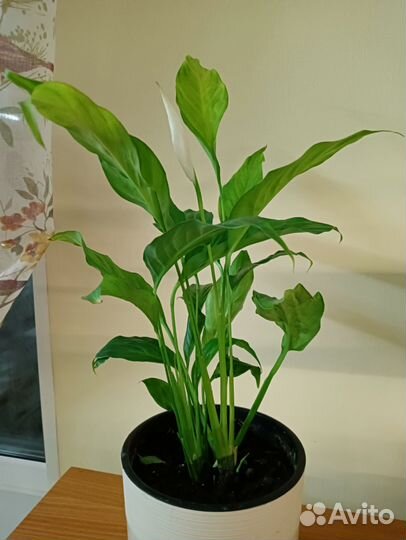 Спатифиллум