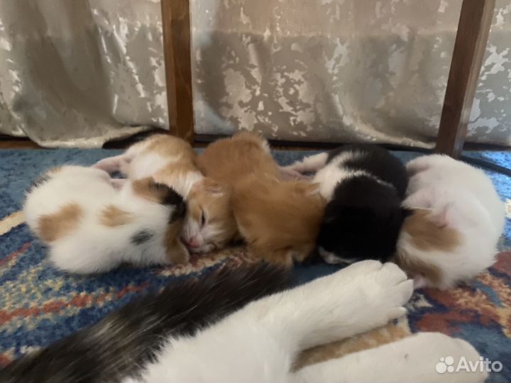 Котята в добрые руки