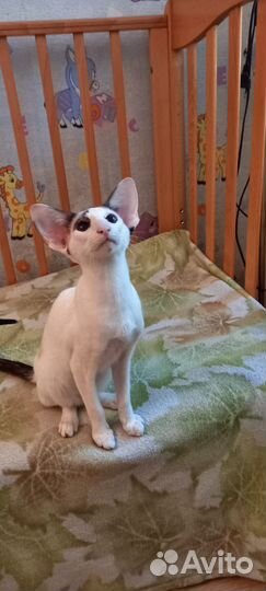 Девочка шоколад поинт биколор