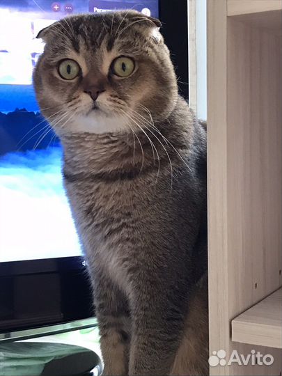 Приглашает кошек