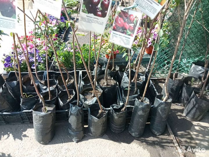 Саженцы черешни с закрытой корневой