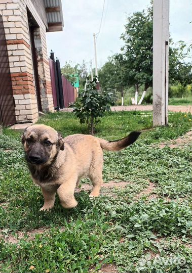 Ласковая девочка ждет хорошего хозяина