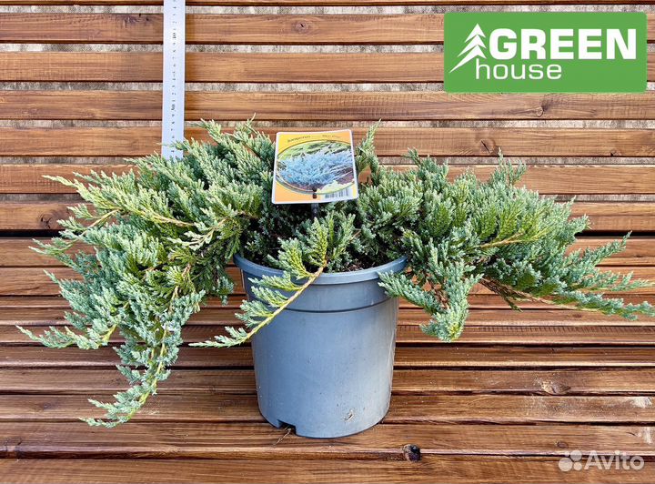 Можжевельник Блю Чип