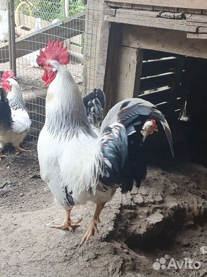 Петухи
