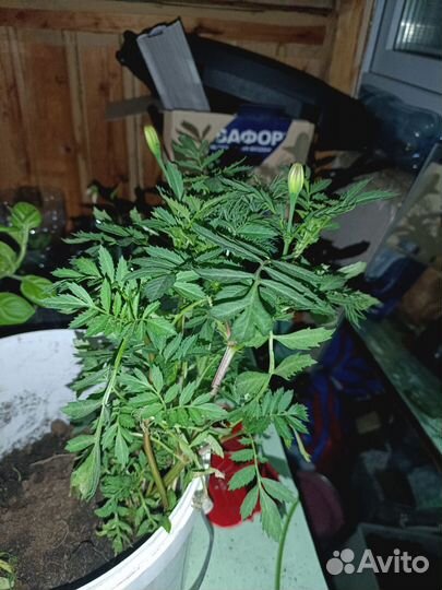 Рассада бархатцы