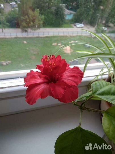 Роза-Гибискус