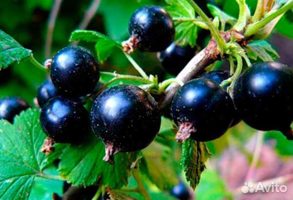 Смородина черная Селеченская