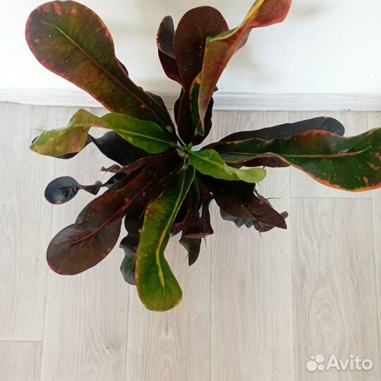 Кратон Вилма и Мамми, эпипремнум экзотика