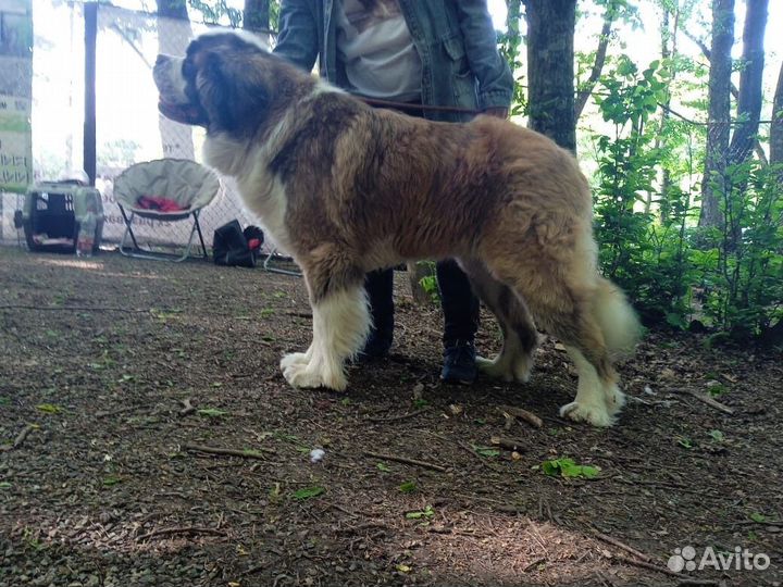 Сенбернар вязка