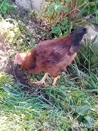 Продам молодых Петушков. Все цветные, разные