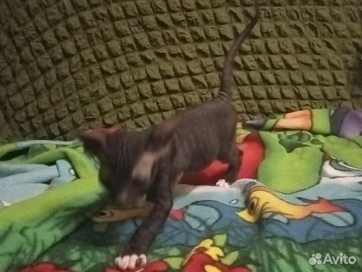 Донской сфинкс котята