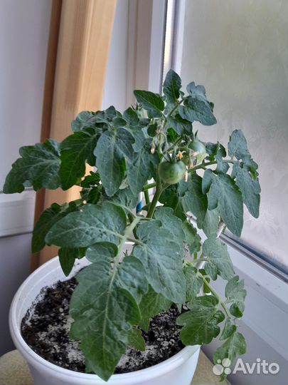 Фикус бенджамина и помидоры балконные