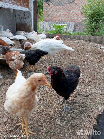 Молодые петухи