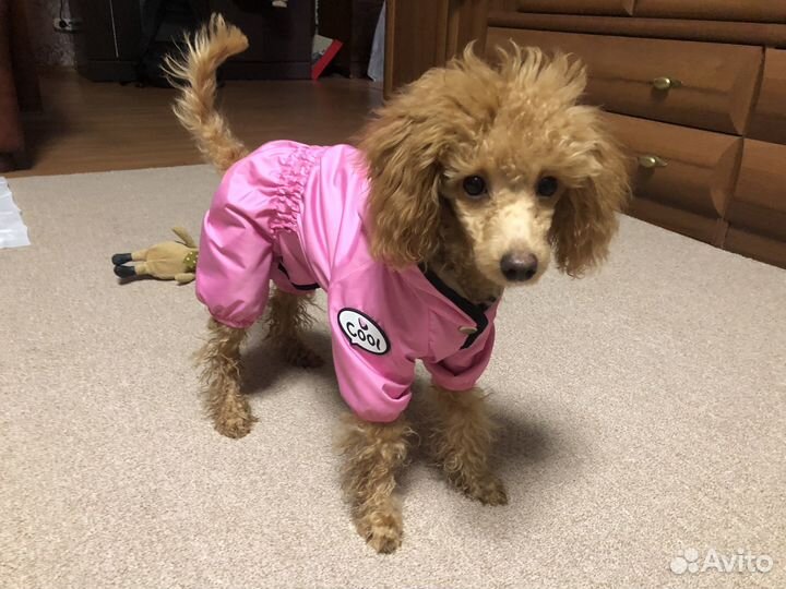 Комбинезон непромокаемый для маленькой собаки s