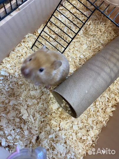 Джунгарский хомяк