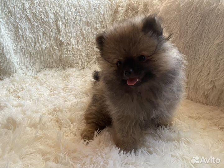 Щенки померанского шпица
