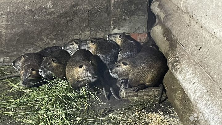 Нутрии на племя