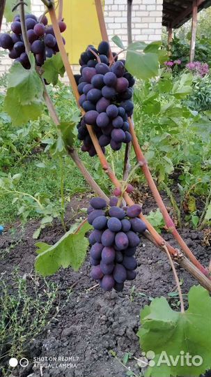 Саженцы винограда