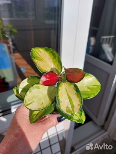 Хойи вариегатные