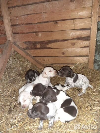 Щенки курцхаара