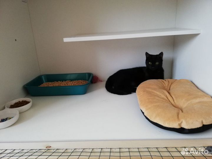 Гостиница для кошек с домашним уютом