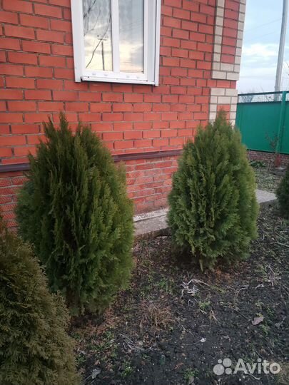 Туя книжка от 1м50см