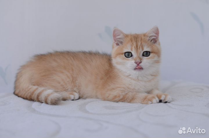 Котята золотая шиншилла