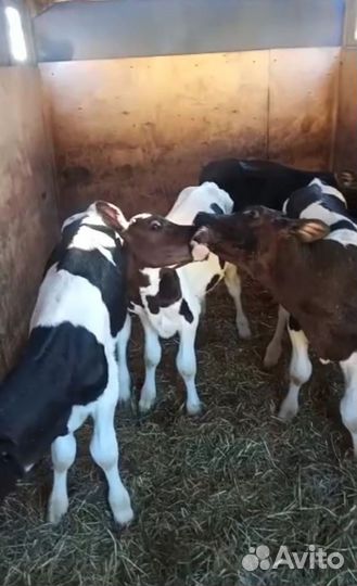 Телята бычки