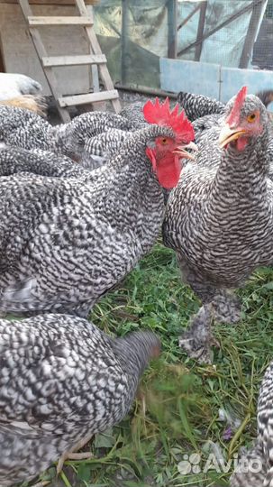 Молодые петухи