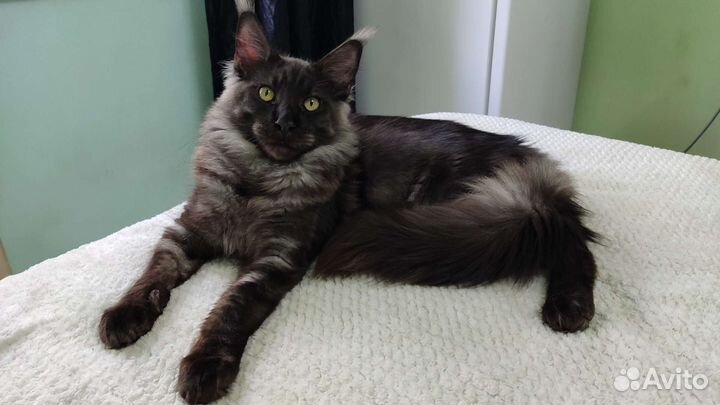 Вязка мейкун+котёнок