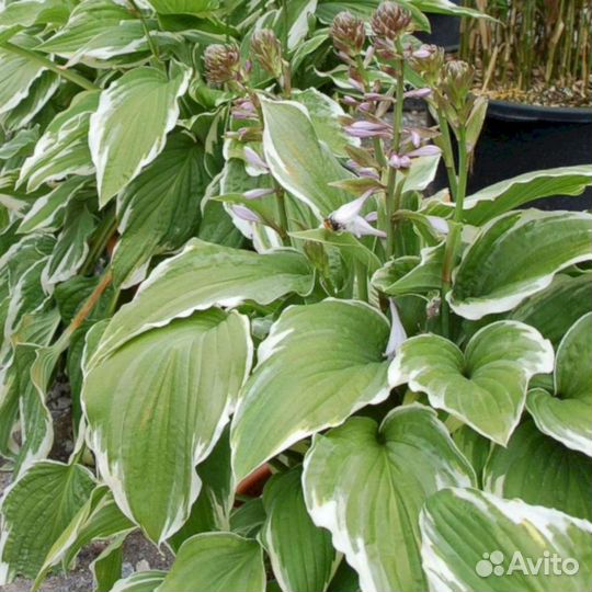 Хосты Моерхейм