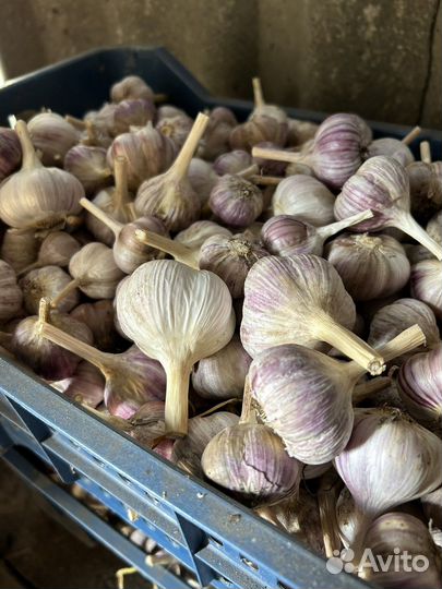 Лук репчатый, чеснок