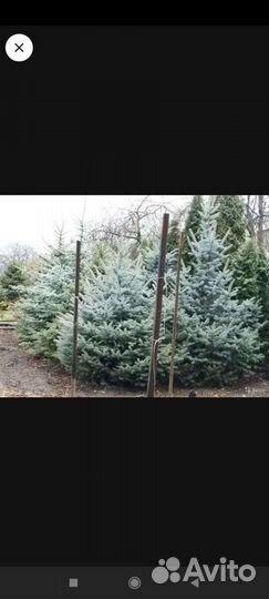 Ель голубая