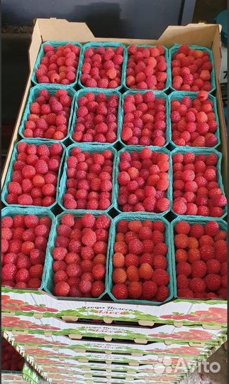 Саженцы Малины Маргарита