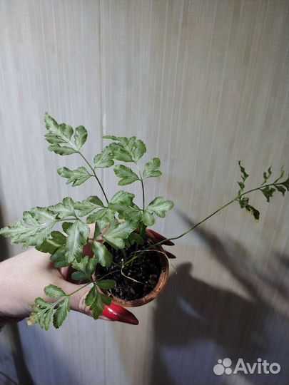 Папоротники и фитонии