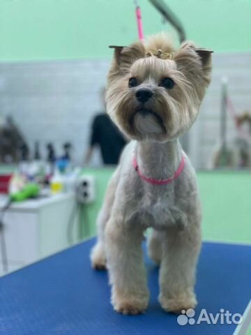 Груминг. Стрижка собак