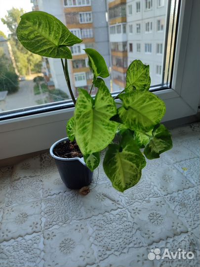 Сингониум Пикси