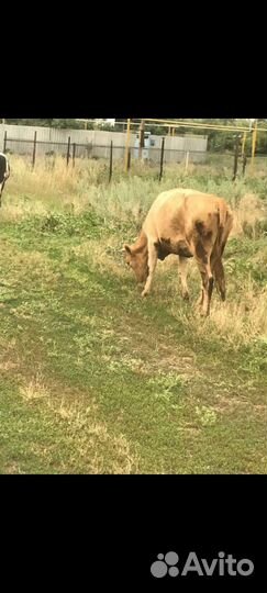 Первотелка