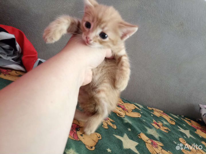 Кошка в дар бесплатно