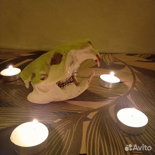 Череп животного