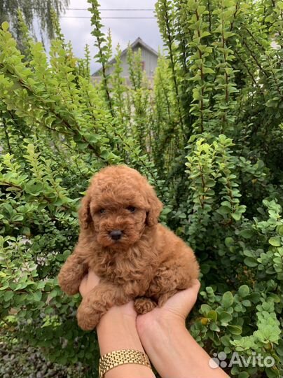 Щенки той пуделя