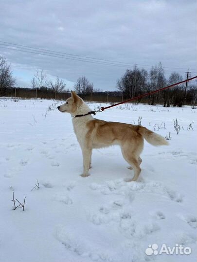 Лисёна и Акита ищут дом